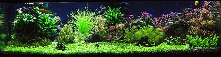 Rated #2: 125 Gallons Planted Tank - Malawi Redux