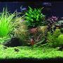 125 gallons planted tank (mostly live plants and fish) - Malawi Redux