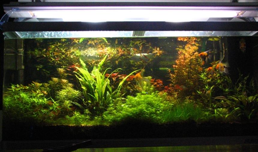 Rated #23: 100 Gallons Planted Tank - Jebo 5oo litre tank 50cm by 50cm by 60cm
Lighting: 2 HQI 150W 5400K + 2 times 36W Interpet triton
Substrate: Fondo Vivo Prodac inyternational + humus + humus plus
Filtration: Eheim 2260 cannister
pressurised co2 4 kg
Fertiliser: Tropica master grow + PMDD