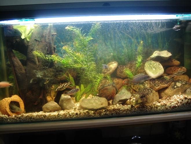 30 gallons freshwater fish tank (mostly fish and non-living decorations) - Cichlid Community
