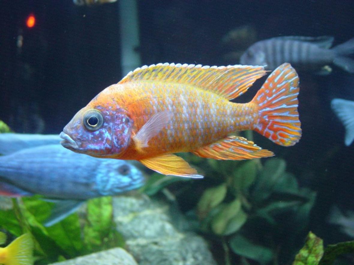 freshwater fish - aulonocara rubescens - ruby red peacock stocking in 90 gallons tank - Aulonocara Sp. German Red