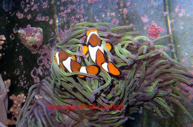 125 gallons saltwater fish tank (mostly fish, little/no live coral) - nemo