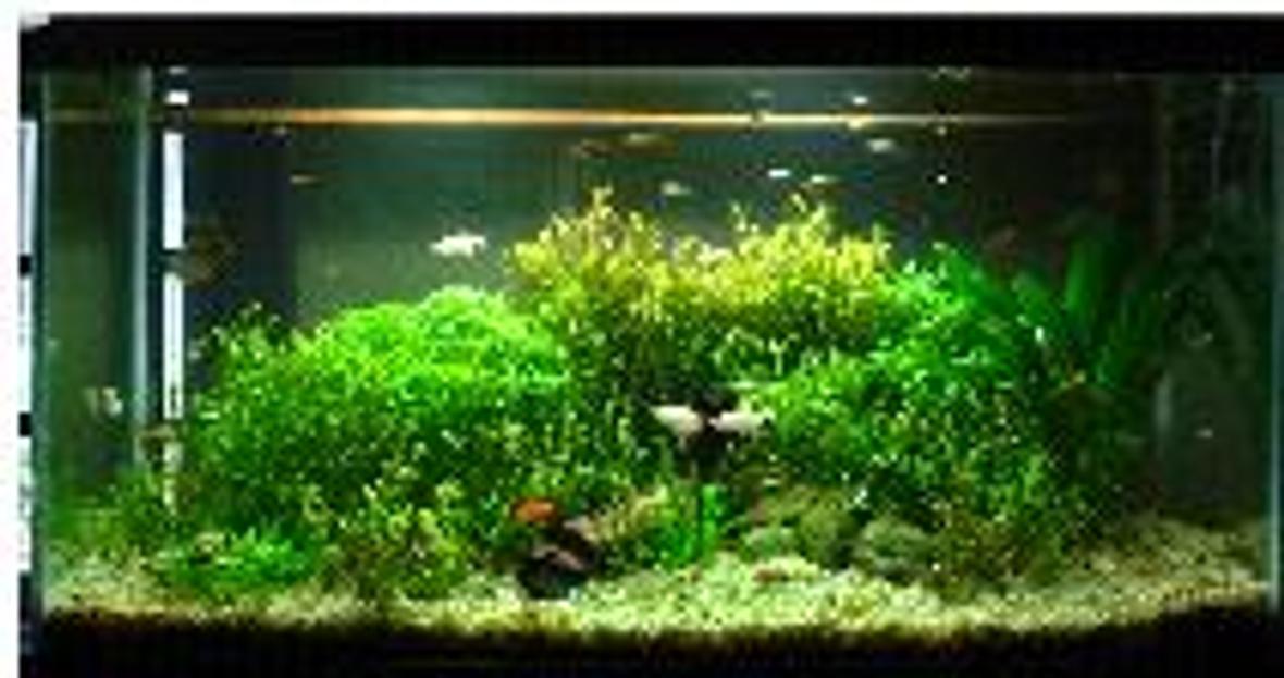 40 gallons planted tank (mostly live plants and fish) - full view