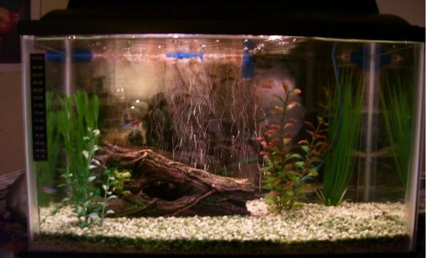 Rated #310: 10 Gallons Freshwater Fish Tank - 10 gallon , 3 fish: red-tailed black shark, 2 neons.