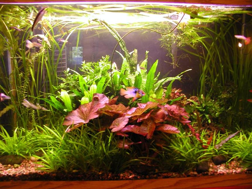 Rated #44: 30 Gallons Planted Tank - My 30 gallon.  91 watts of compact flourescent.  DIY CO2.  HOB filter.  natural gravel and fluorite.  lots of plants.  hope you like it.