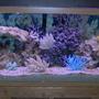 55 gallons saltwater fish tank (mostly fish, little/no live coral) - New tank, no fish yet