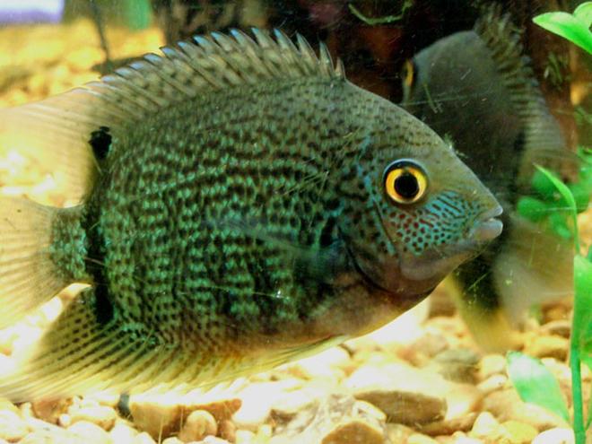 freshwater fish - heros serverus - green severum stocking in 75 gallons tank - male green severum