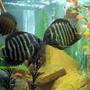 freshwater fish - heros serverus - green severum stocking in 75 gallons tank - pair green severums