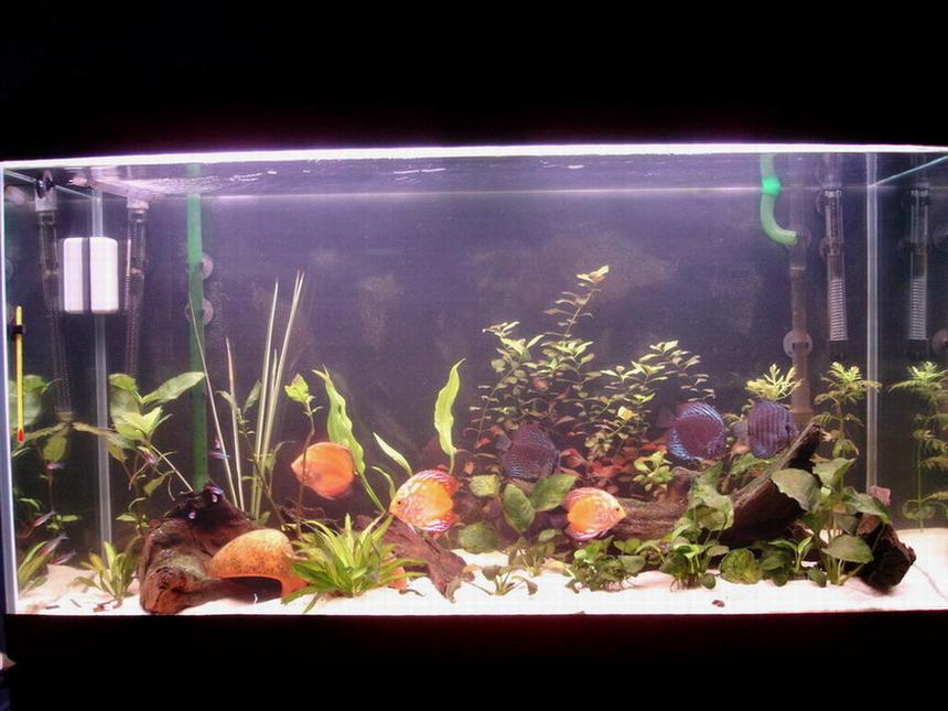 Rated #132: 63 Gallons Planted Tank - Make your own world real :)