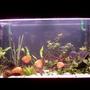 63 gallons planted tank (mostly live plants and fish) - Make your own world real :)