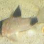 freshwater fish - corydoras panda - panda cory cat stocking in 15 gallons tank - This is my panda corydora ; PANDY