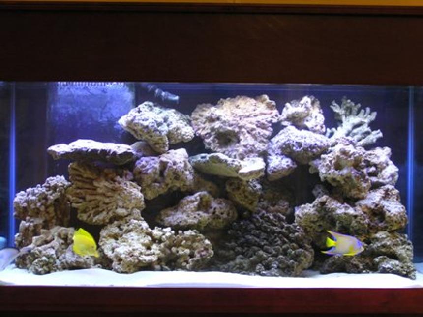Rated #8: 90 Gallons Saltwater Fish Tank - Here is the upgrade