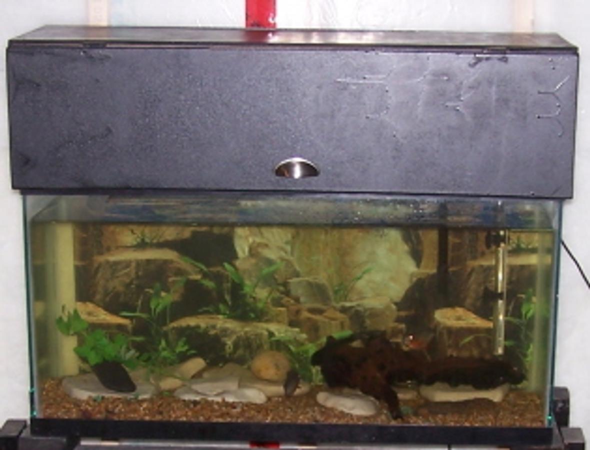 35 gallons freshwater fish tank (mostly fish and non-living decorations) - This is my freshwater tank with 3 red bellied pirhanas.