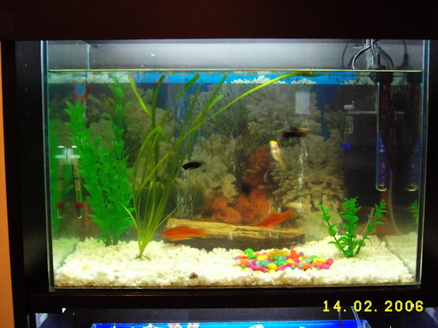 Rated #413: 12 Gallons Freshwater Fish Tank - Livebearers