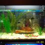 12 gallons freshwater fish tank (mostly fish and non-living decorations) - Livebearers