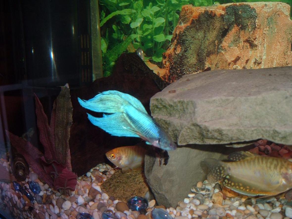 freshwater fish - betta splendens - betta stocking in 100 gallons tank - My blue betta