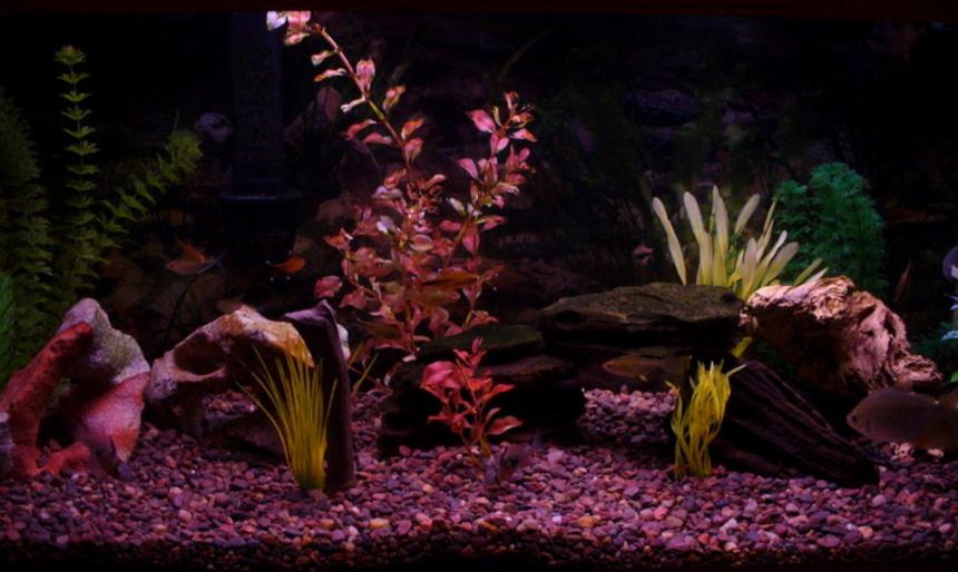 Rated #243: 30 Gallons Freshwater Fish Tank - My tank.  For some reason this website seems to darken the pictures.  I'll have to play around with photoshop some more.