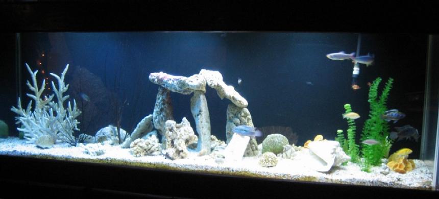 Rated #190: 300 Gallons Freshwater Fish Tank - 300 gallon - 6 months in