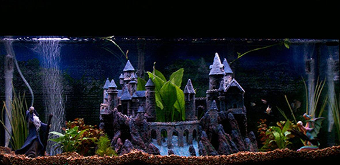 55 gallons freshwater fish tank (mostly fish and non-living decorations) - Magical
