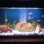 30 gallons freshwater fish tank (mostly fish and non-living decorations) - 30g Mbuna tank
