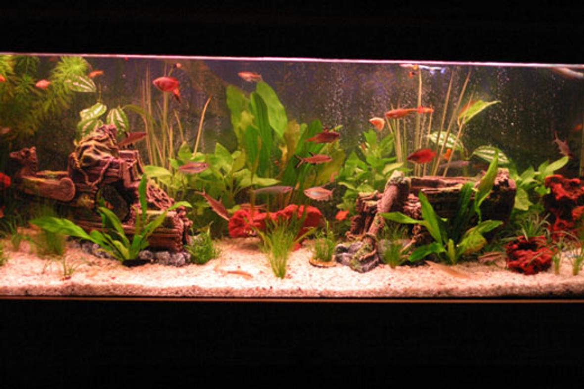 45 gallons freshwater fish tank (mostly fish and non-living decorations) - 4 mth old