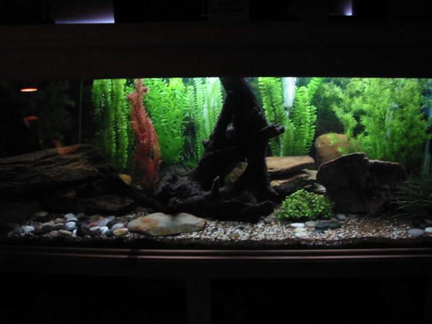 Rated #90: 179 Gallons Freshwater Fish Tank - lighting effect to simulate dusk/dawn