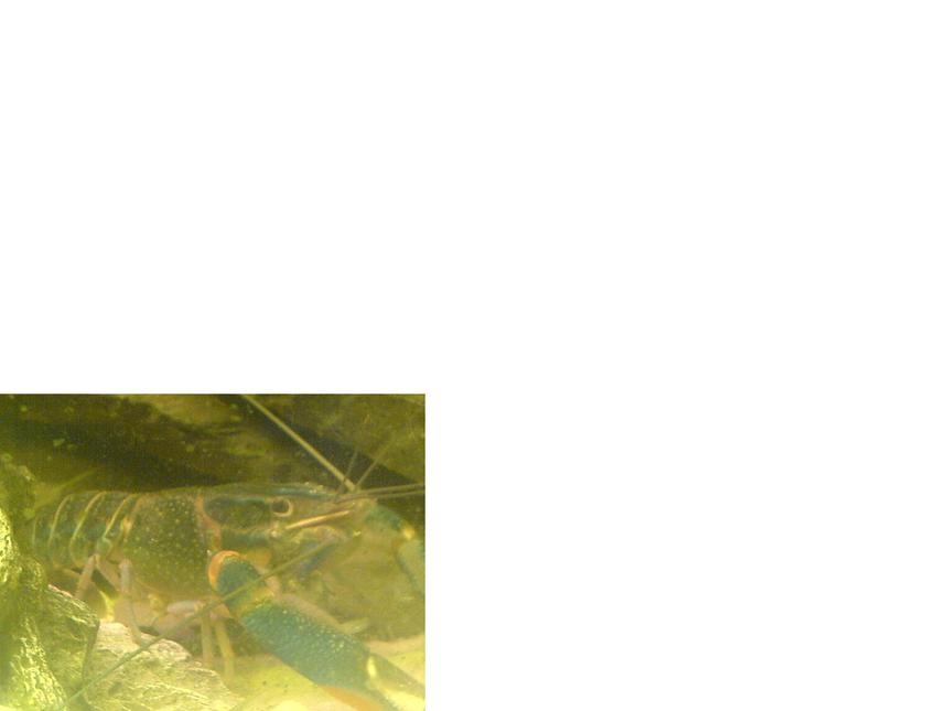 Rated #58: Corals Inverts - Lobster Stocking In 45 Gallons Tank - lobbie, wooo