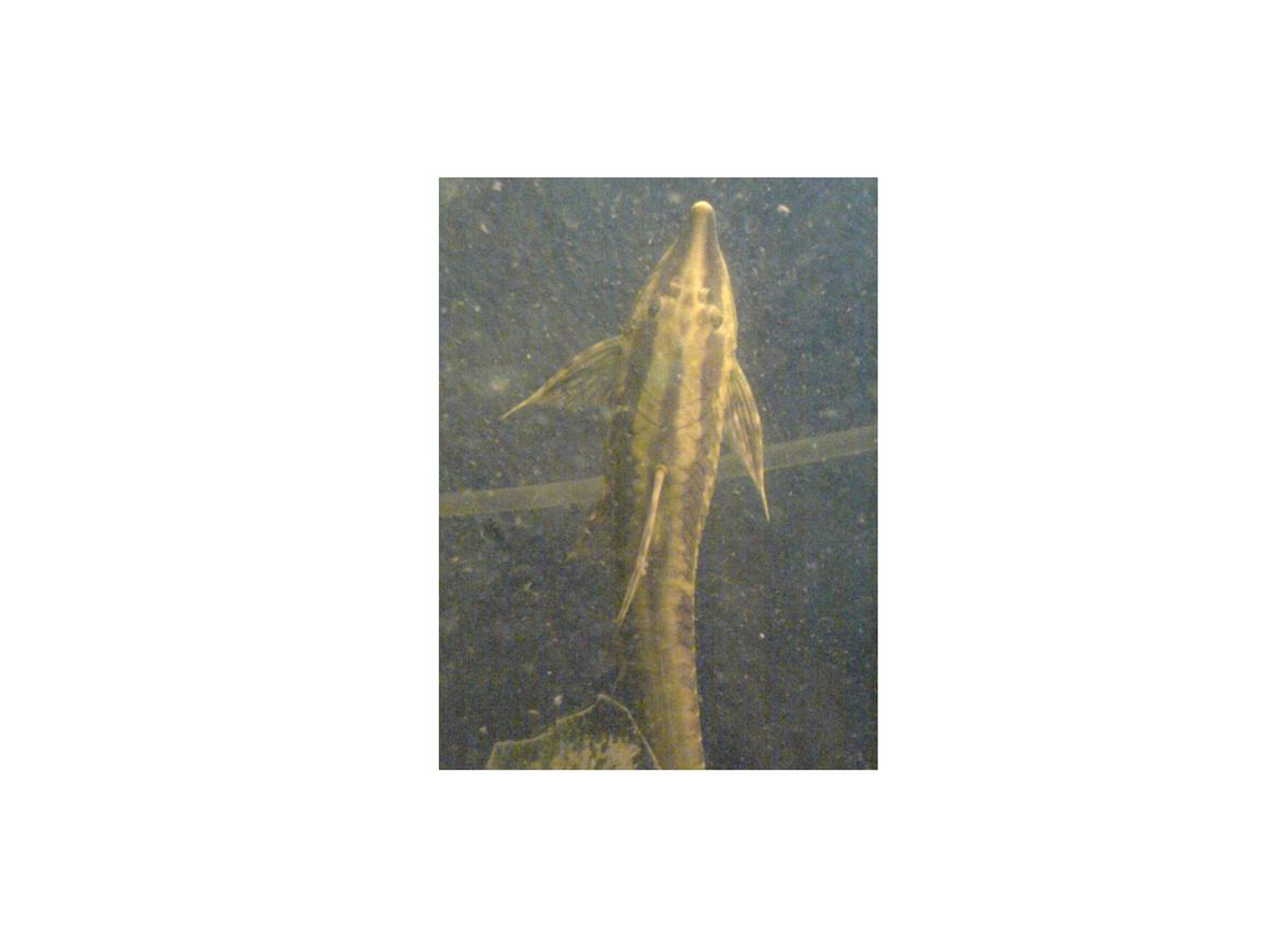 freshwater fish - rineloricaria fallax - whiptail catfish stocking in 45 gallons tank - giant whiptail catfish