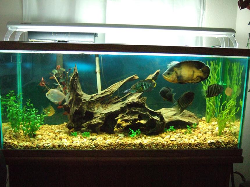 Rated #80: 75 Gallons Freshwater Fish Tank - south american tank
