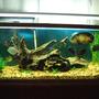 75 gallons freshwater fish tank (mostly fish and non-living decorations) - south american tank
