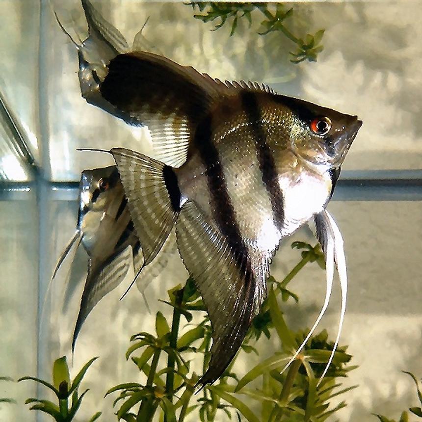Rated #17: Freshwater Fish - Pterophyllum Scalare - Angelfish Stocking In 20 Gallons Tank - One of my Pterophyllum Scalare.  I love Angel Fish!