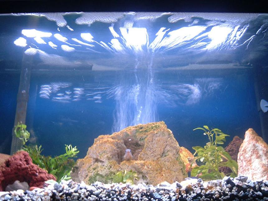 Rated #2328: 30 Gallons Freshwater Fish Tank - THE RING OF FIRE!!!