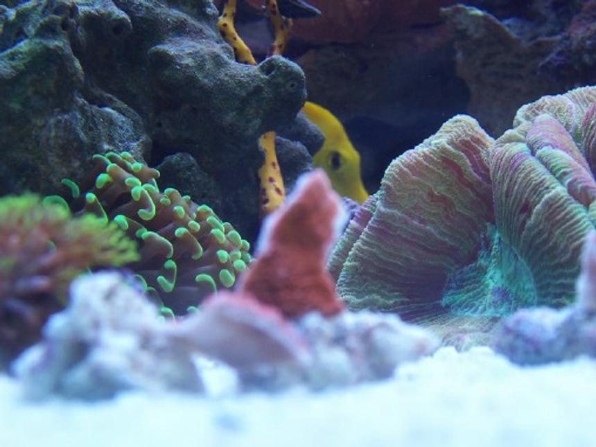 Rated #27: Corals Inverts - Trachyphyllia Geoffroyi - Brain Coral, Trachyphyllia Stocking In 92 Gallons Tank - Preview picture of the tank.  I dont have any updated pictures yet.  Coming soon though!