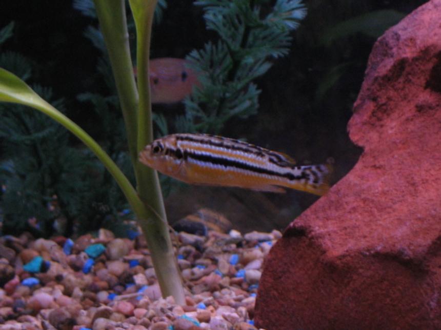 Rated #1851: Freshwater Fish - Melanochromis Auratus - Auratus Cichlid Stocking In 30 Gallons Tank - electric yellow femal chiclid