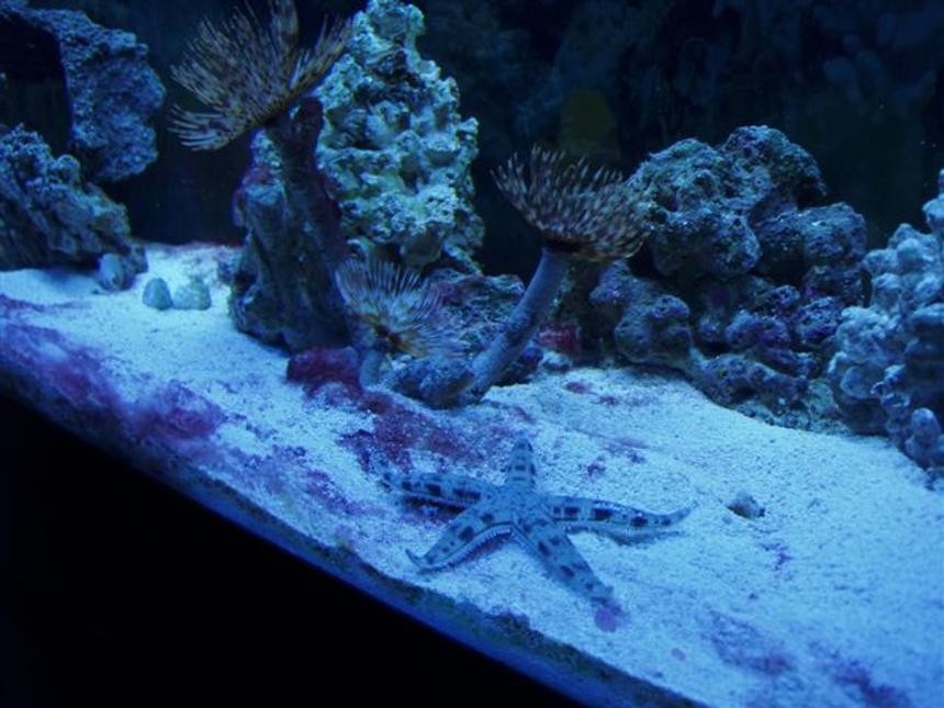 Rated #45: Corals Inverts - Archaster Typicus - Archaster Starfish - Archaster starfish