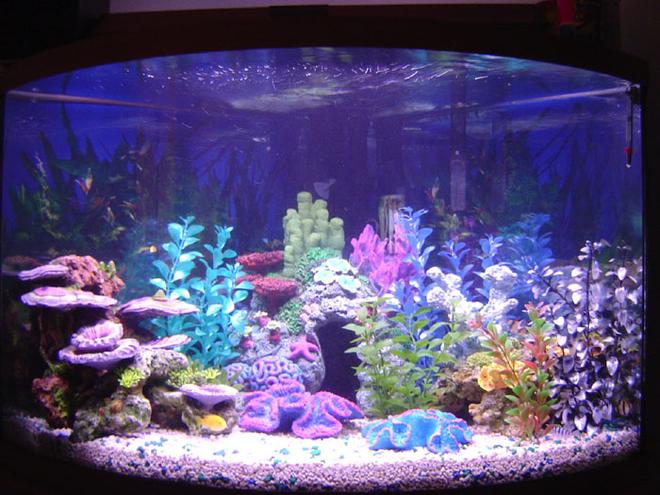 36 gallons freshwater fish tank (mostly fish and non-living decorations) - 36gal corner tank