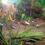 freshwater fish - paracheirodon innesi - neon tetra stocking in 100 gallons tank - Neon Tetras