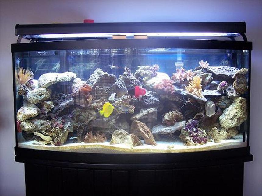 Rated #105: 72 Gallons Reef Tank - 72 Gal. bow front. There is 1 emperior 400 filter with along with a magnum 350 and a skilter 450. This tank has:  60 pounds reef sand, 75 lbs base rock, 50 lbs live rock, 2 10,000 Bulbs, 2 6500k Bulbs, 2 Luner Bulbs, 2 actinic bulbs, 2 moon lights, 2 leather corals, 3 anemones,3 feather dusters, 3 colonies of red mushrooms, 1 clam, 1 yellow tang,1 demsal, 1 maroon clown, 1 scooter blenny, 5 chromis, 1 pink cucumber,2 cleaner shrimp, 1 scallop, 1 angelfish, 1 serpent star.