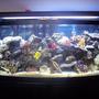72 gallons reef tank (mostly live coral and fish) - 72 Gal. bow front. There is 1 emperior 400 filter with along with a magnum 350 and a skilter 450. This tank has: 60 pounds reef sand, 75 lbs base rock, 50 lbs live rock, 2 10,000 Bulbs, 2 6500k Bulbs, 2 Luner Bulbs, 2 actinic bulbs, 2 moon lights, 2 leather corals, 3 anemones,3 feather dusters, 3 colonies of red mushrooms, 1 clam, 1 yellow tang,1 demsal, 1 maroon clown, 1 scooter blenny, 5 chromis, 1 pink cucumber,2 cleaner shrimp, 1 scallop, 1 angelfish, 1 serpent star.