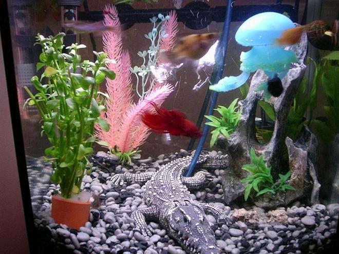 6 gallons freshwater fish tank (mostly fish and non-living decorations) - a wide range of fish