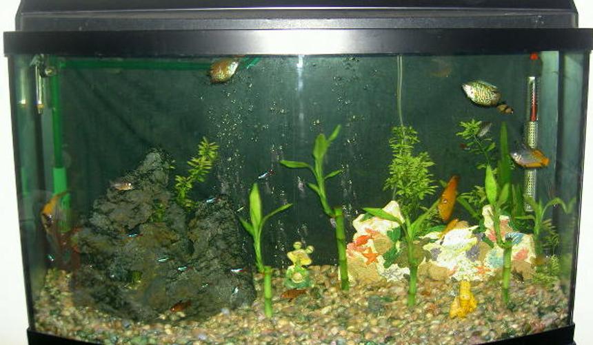 Rated #354: 46 Gallons Freshwater Fish Tank - 56 bow front tank with 14, neon tetras, 2 serpa Tetras, 2 daniso barbs, 2 rainbows, a dwark frong, snowball plece, angel, and one BIG DISCUS