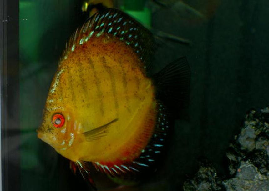 Rated #52: Freshwater Fish - Symphysodon Sp. - Royal Red Discus Stocking In 46 Gallons Tank - One Really big Discus