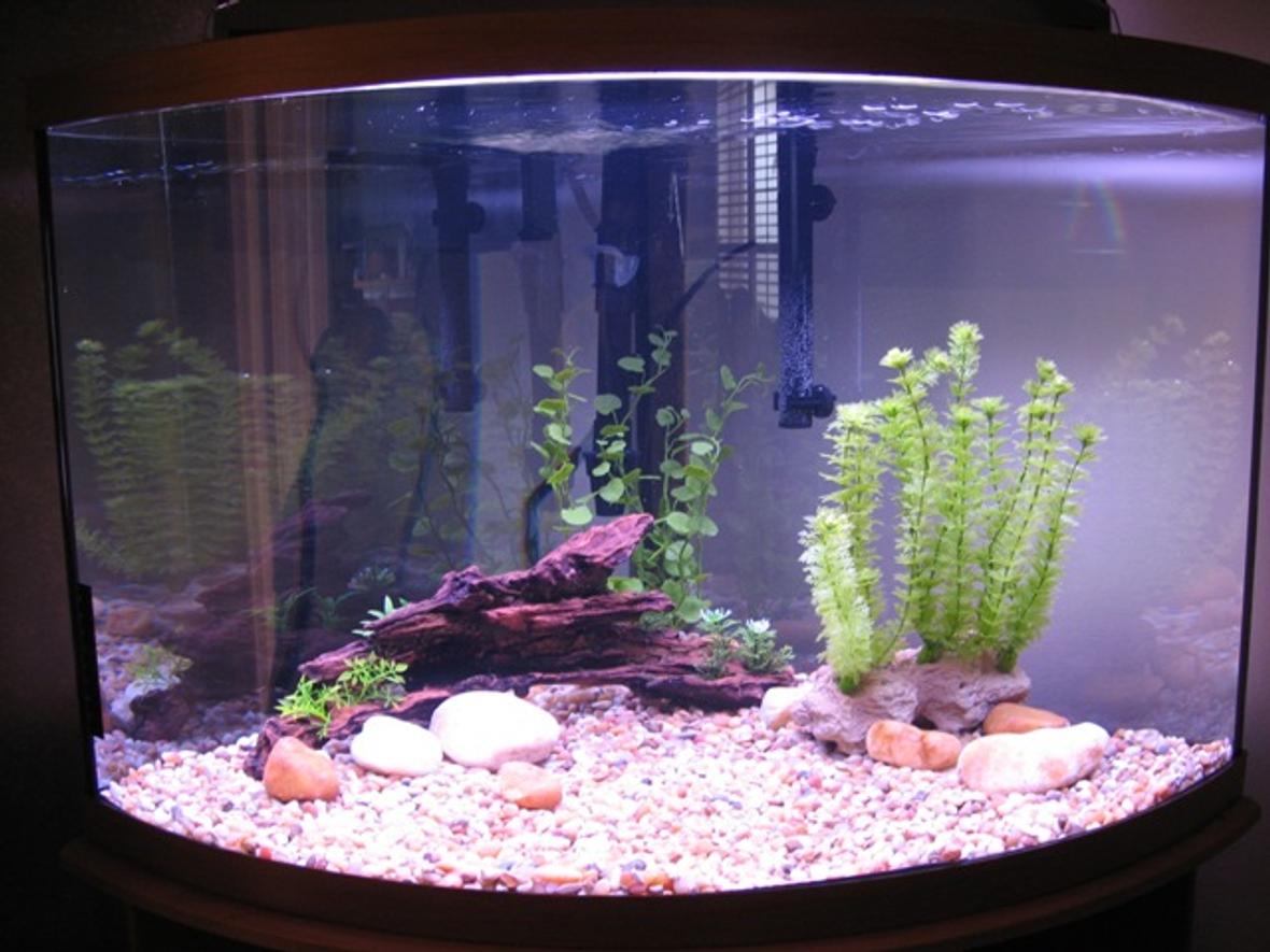 36 gallons freshwater fish tank (mostly fish and non-living decorations) - Fresh New Tank