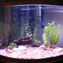 36 gallons freshwater fish tank (mostly fish and non-living decorations) - Fresh New Tank