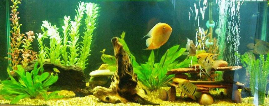 Rated #130: 75 Gallons Freshwater Fish Tank - 75 gal with (mostly) SA cichlids.