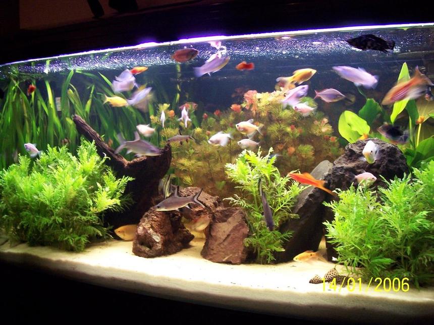 Rated #50: 65 Gallons Planted Tank - Jebo 100x50x50cm , 4 x 40 watts lightning, jebo filter , soft gravel