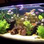 65 gallons planted tank (mostly live plants and fish) - Jebo 100x50x50cm , 4 x 40 watts lightning, jebo filter , soft gravel