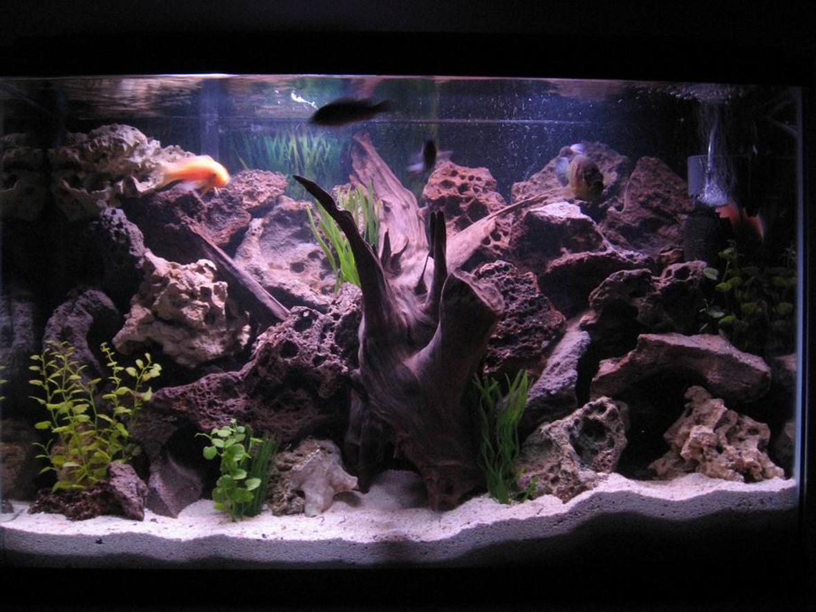 45 gallons freshwater fish tank (mostly fish and non-living decorations) - 45gal. cichlid tank