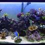 180 gallons reef tank (mostly live coral and fish) - Full Shot of my Oceanic RR180
