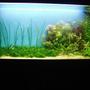 75 gallons planted tank (mostly live plants and fish) - my old fish tank
